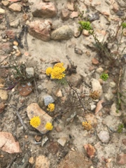 Chaenactis glabriuscula