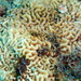Corrugated Coral - Photo (c) sea-kangaroo, some rights reserved (CC BY-NC-ND), uploaded by sea-kangaroo
