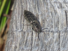 Actenicerus siaelandicus