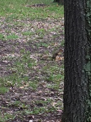 Sciurus niger