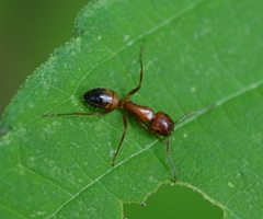 Camponotus snellingi
