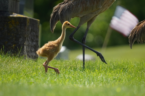 Sandhill Crane photographed in Ohio
