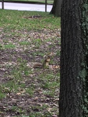 Sciurus niger
