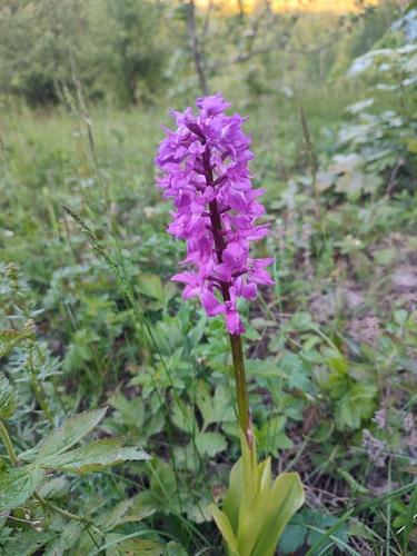 Orchis mascula (L.) L.