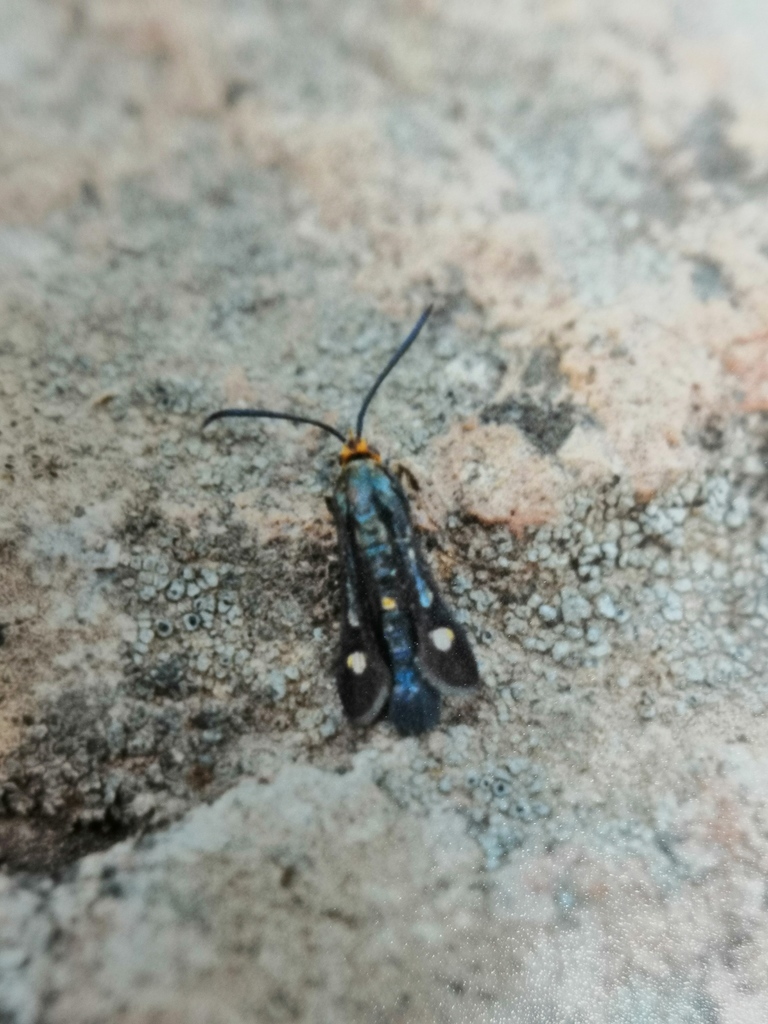 Chamaesphecia ruficoronata