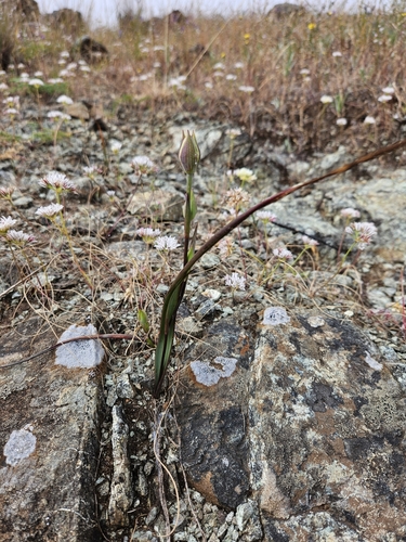 Image of Calochortus tiburonensis by no rights reserved