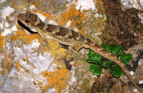 Duvaucel's Gecko