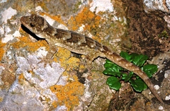 Duvaucel's Gecko photo 2