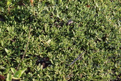 Ceanothus prostratus