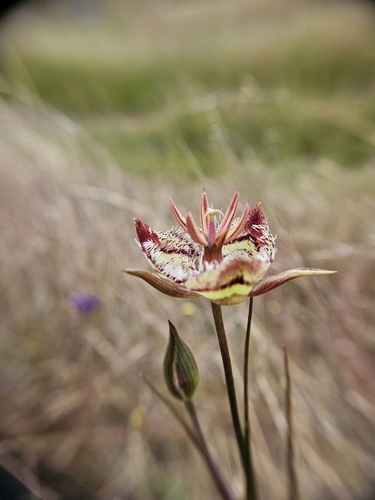 Image of Calochortus tiburonensis by no rights reserved