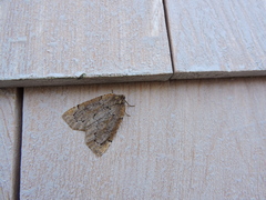 Spodolepis substriataria