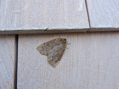 Spodolepis substriataria