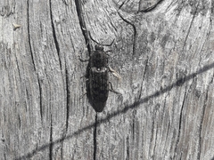 Actenicerus siaelandicus