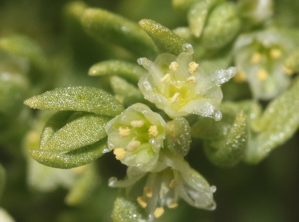 Scopulophila