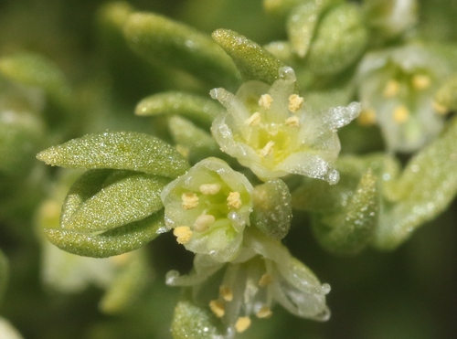 Scopulophila