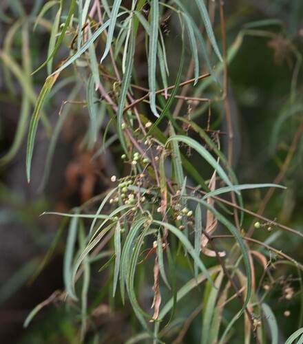 iNaturalist observation photo of african sumac