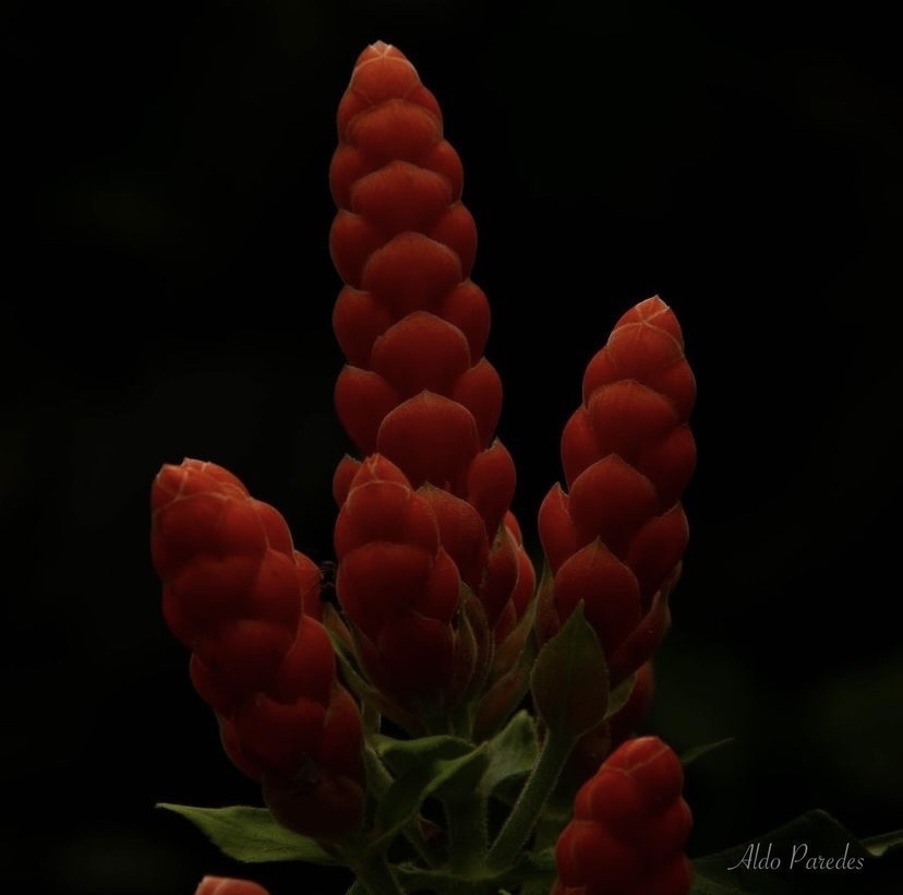 Imagem de Camarão-vermelho