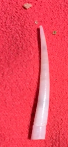 Common Tusk-shell