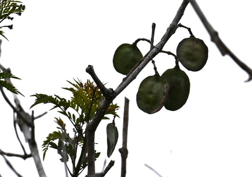 iNaturalist observation photo of Plants