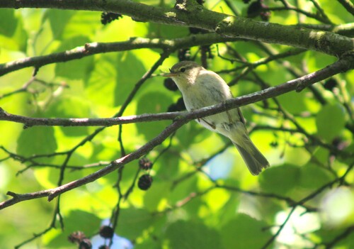 Mosquitero ibérico (Phylloscopus ibericus)