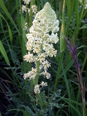 Reseda lutea