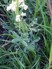 Reseda lutea