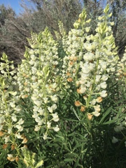 Lupinus sulphureus
