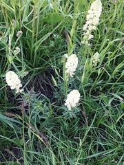 Reseda lutea