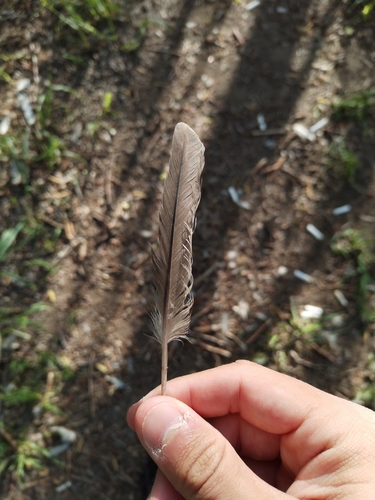 Plume de Grèbe huppé