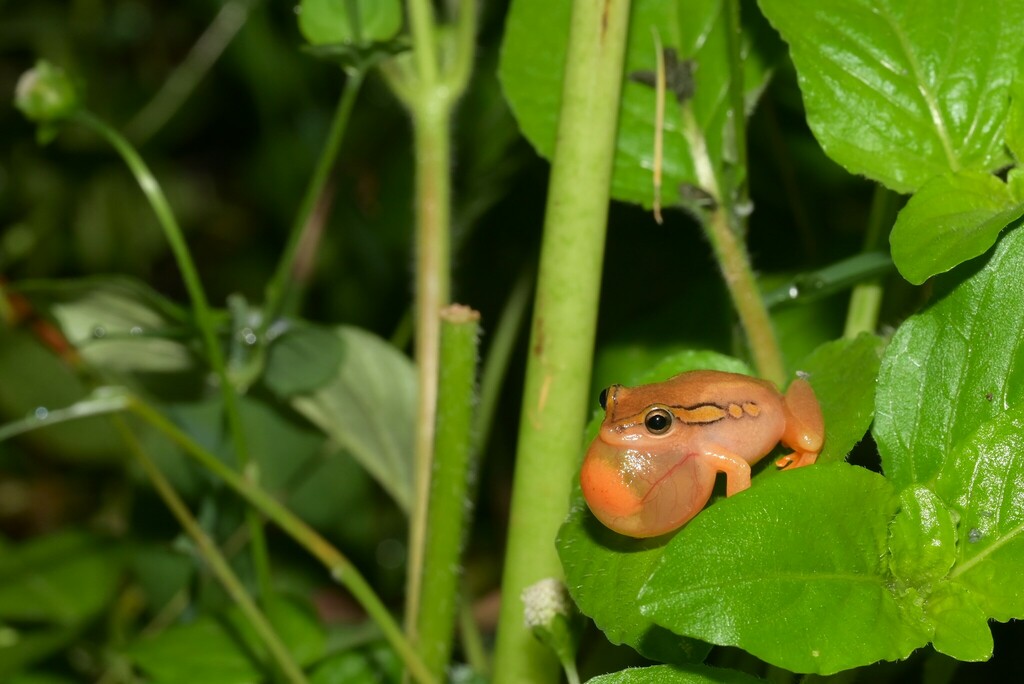 Mainland Reed Frog from Suma region, Tanzania on April 27, 2024 at 08: ...