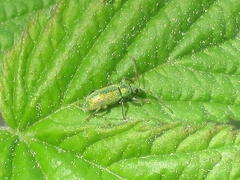 Phyllobius argentatus