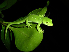 Auckland Green Gecko photo 4