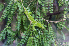 Auckland Green Gecko photo 5