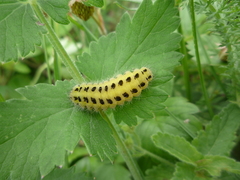 Zygaena filipendulae
