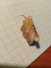 Phyllodesma tremulifolia