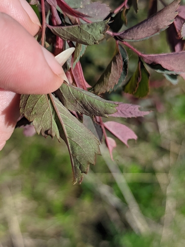 Image of Rosa glauca by (c) Марина Давлетшина, some rights reserved (CC BY)