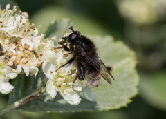 Criorhina ranunculi