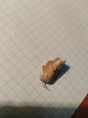 Phyllodesma tremulifolia