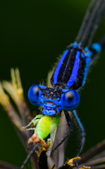 Azulilla de arroyo púrpura
