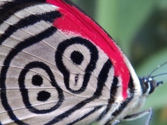 Diaethria clymena