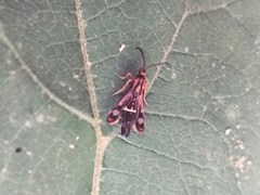 Chamaesphecia euceraeformis