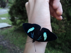 Diaethria clymena