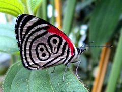 Diaethria clymena