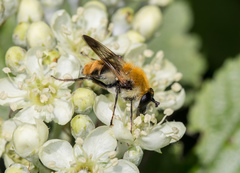 Criorhina floccosa