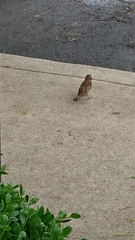 Passer domesticus