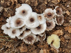 Leucoagaricus meleagris