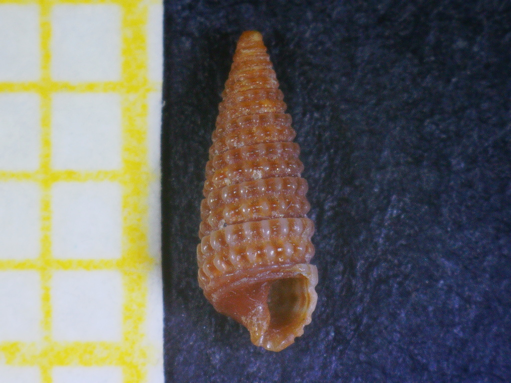 Dizoniopsis coppolae