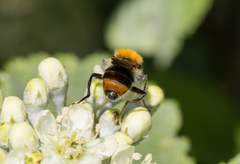 Criorhina floccosa
