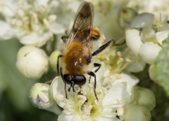 Criorhina floccosa