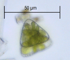 Staurastrum punctulatum